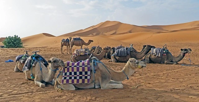 Dromedray camels resting in a desert