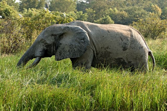 Elephants in Mole National Park, Ghana, a top safari destination for wildlife and eco tourism experiences