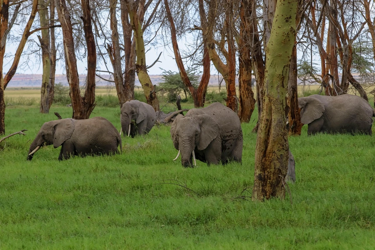 Four elephants with large tusks stand among the trees in Amboseli National Park for a safari experience