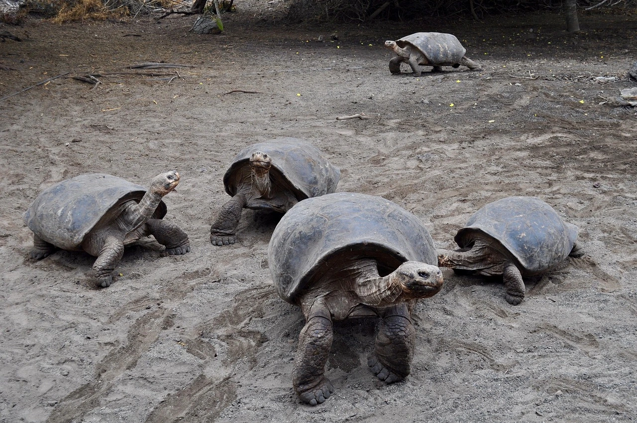 GalAApagos tortoises for a destination guide