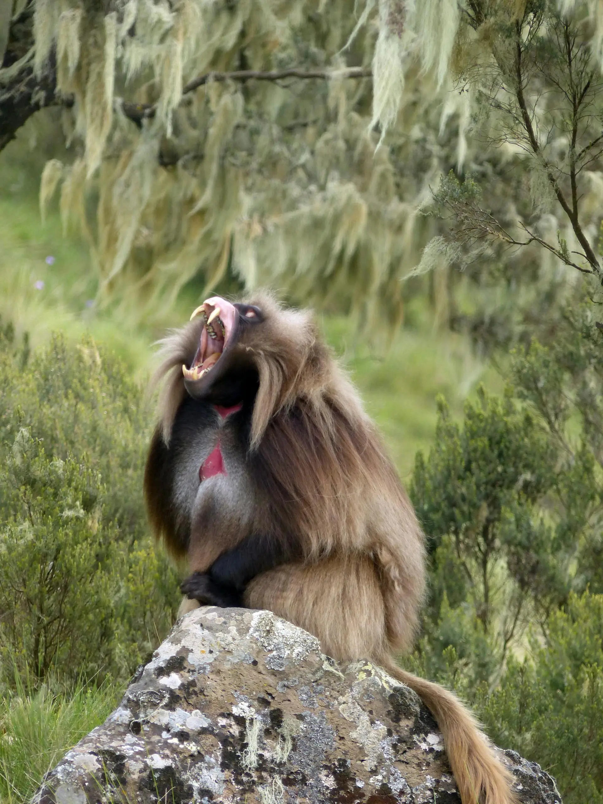 Gelada monkey with its mouth open for a safari experience