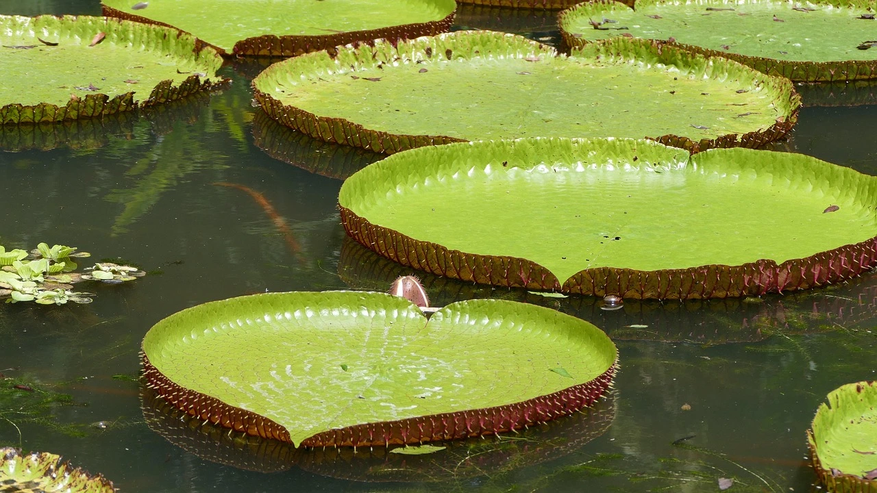 Giant water lily pads floating on a pond