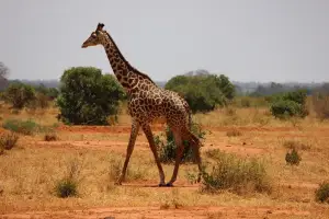 giraffe_kenya