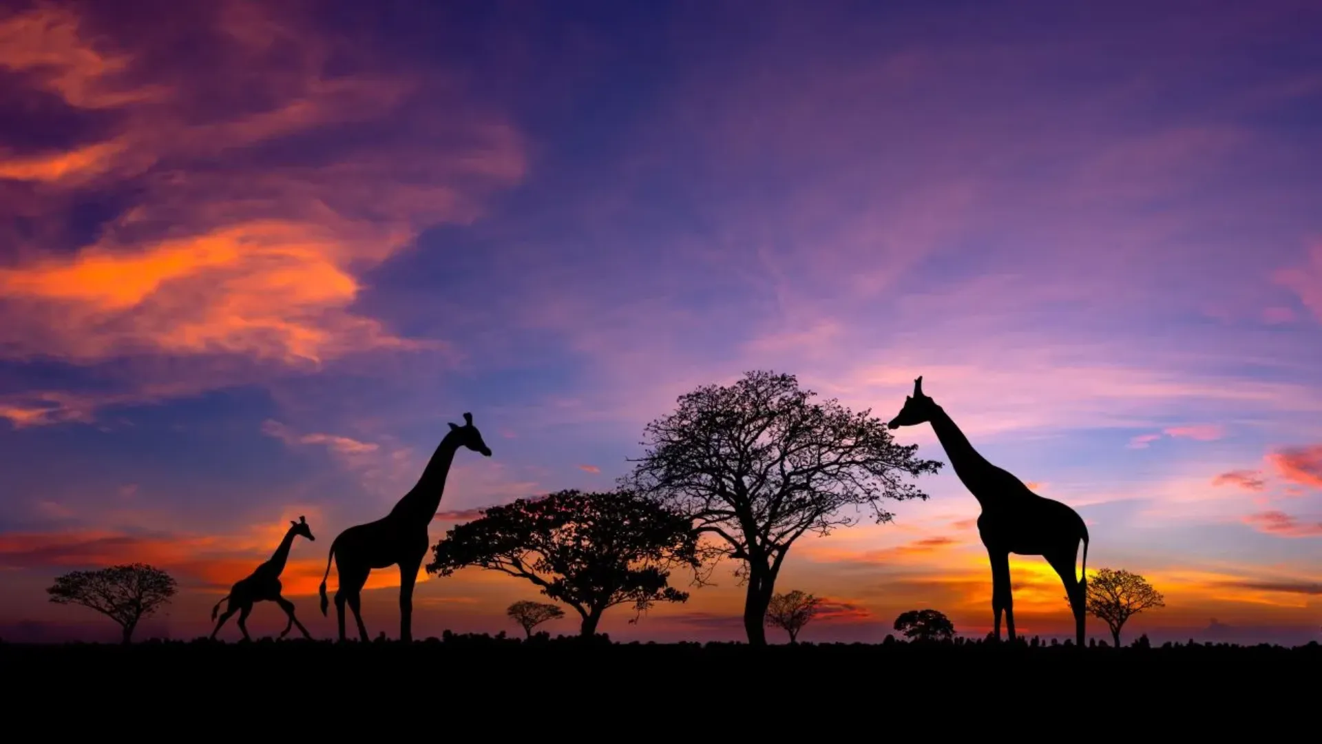 Panorama silhouette Giraffe family and tree in africa with sunset.Tree silhouetted against a setting sun.Typical african sunset with acacia trees in Masai Mara,