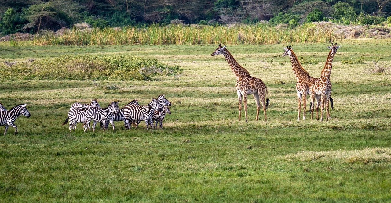 Giraffes Tanzania for a safari experience