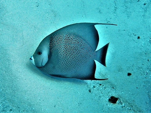 Gray Angelfish for a destination guide