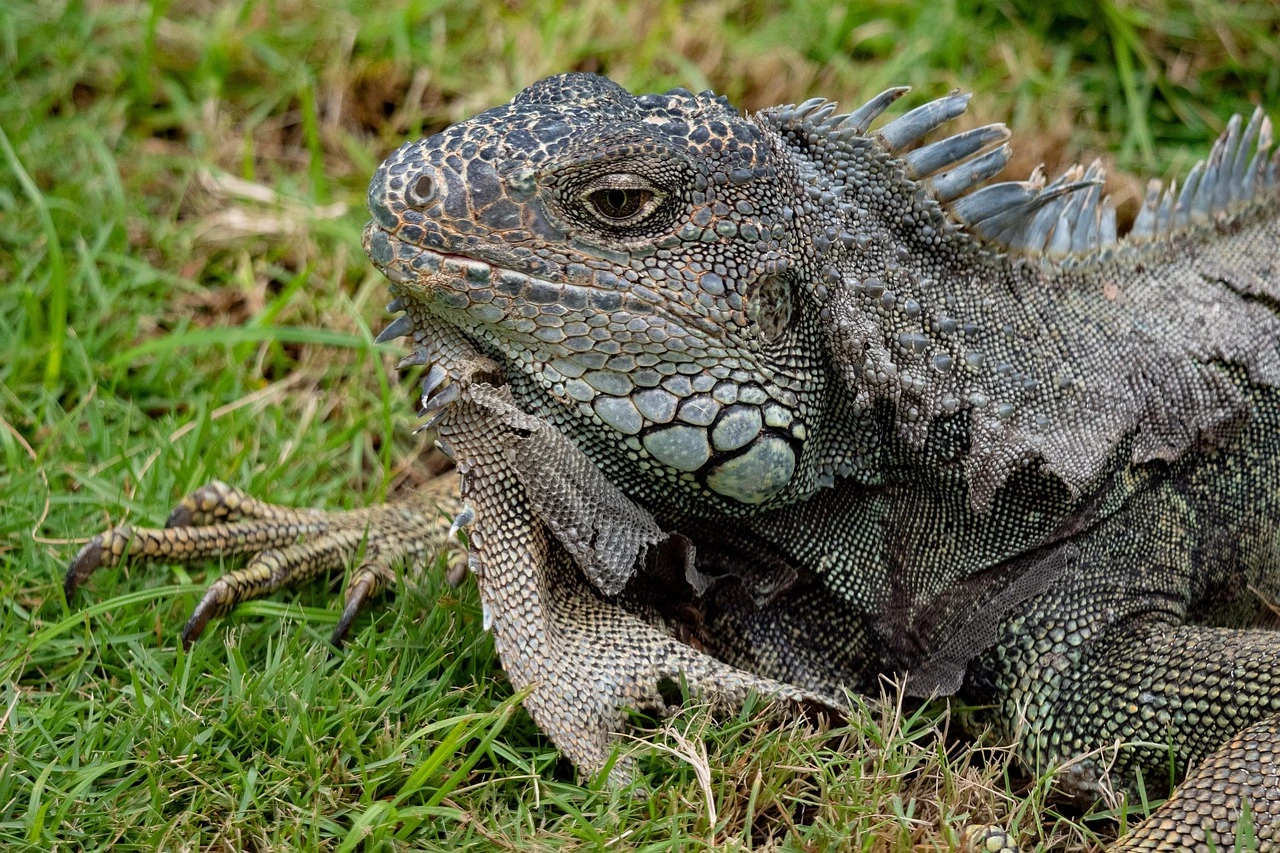 Green Iguana