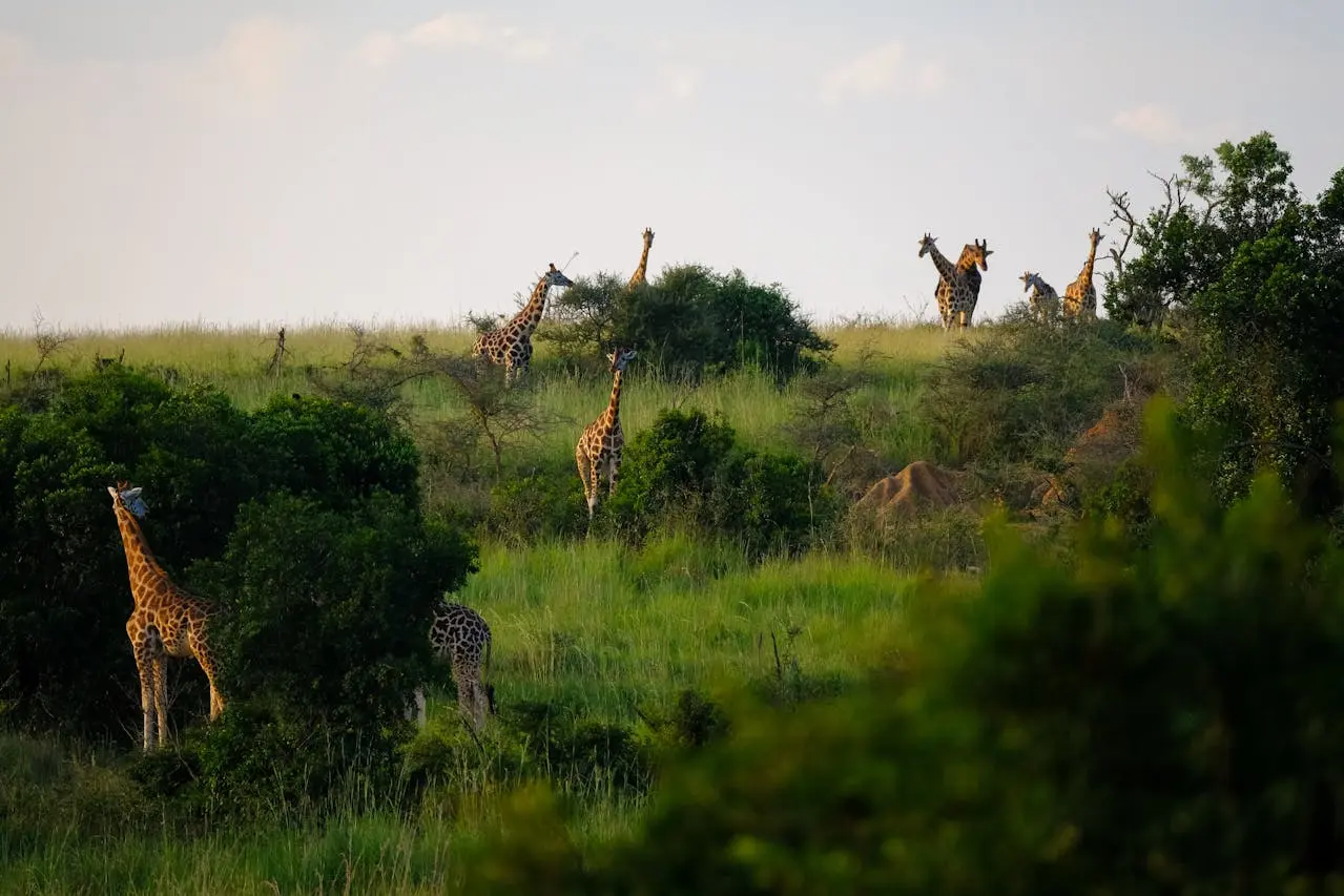 Group of giraffes