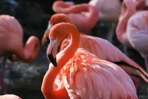 Group of Vibrant Pink Flamingos for a destination guide