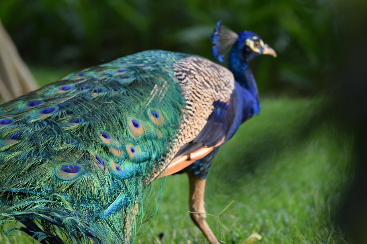 Guatemala peacock on a grass featured