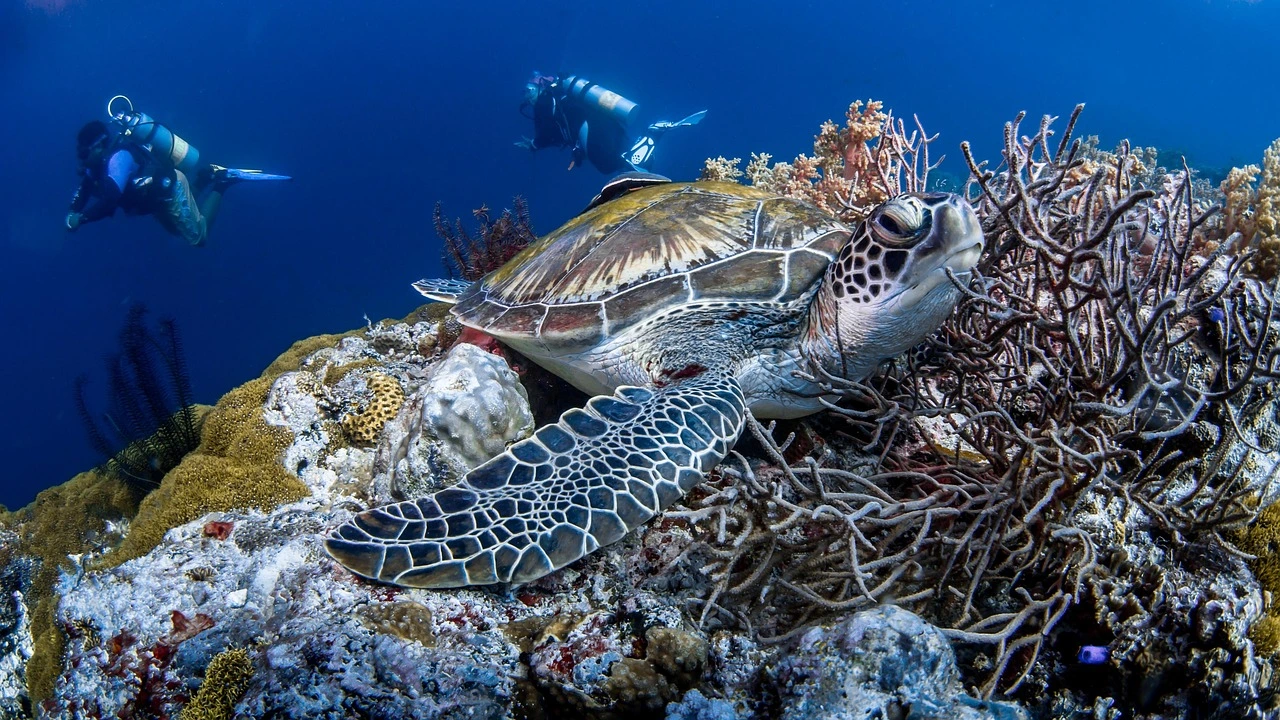 Hawksbill Sea Turtle for a destination guide