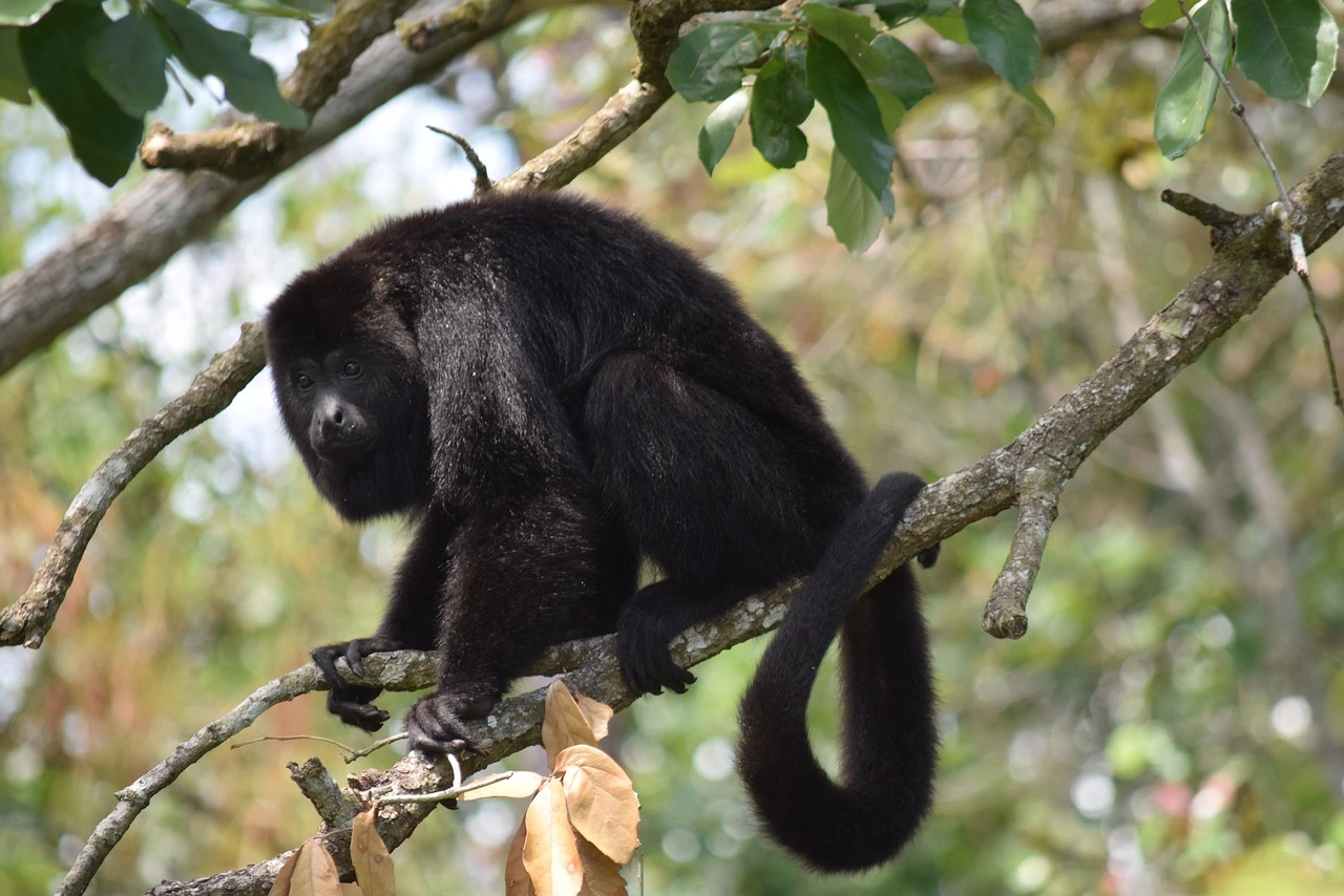 Howler monkey in Belize featured
