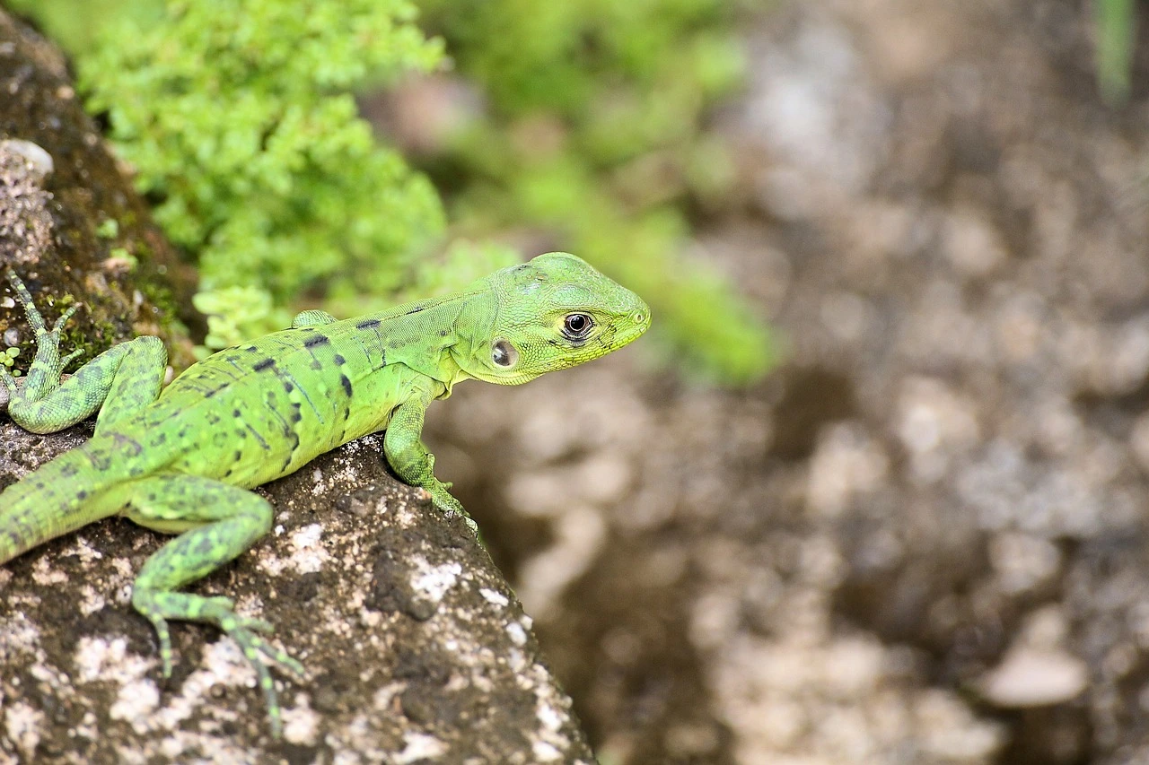Juvenile black spiny-tailed iguana