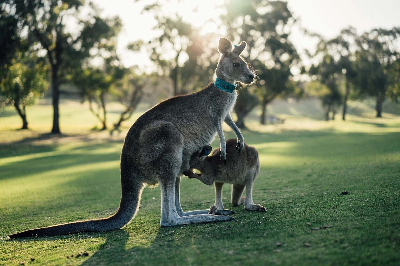 Kangaroo australia