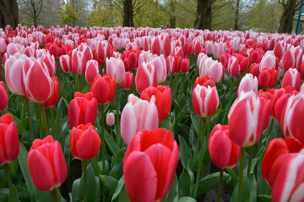 Keukenhof and the Dutch Flower Route for a destination guide