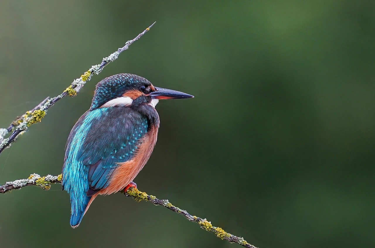 Kingfisher (Alcedo atthis) for a destination guide
