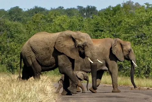 African bush elephants in Kruger National Park South Africa one of Africa's premier safari destinations and home of the Big Five