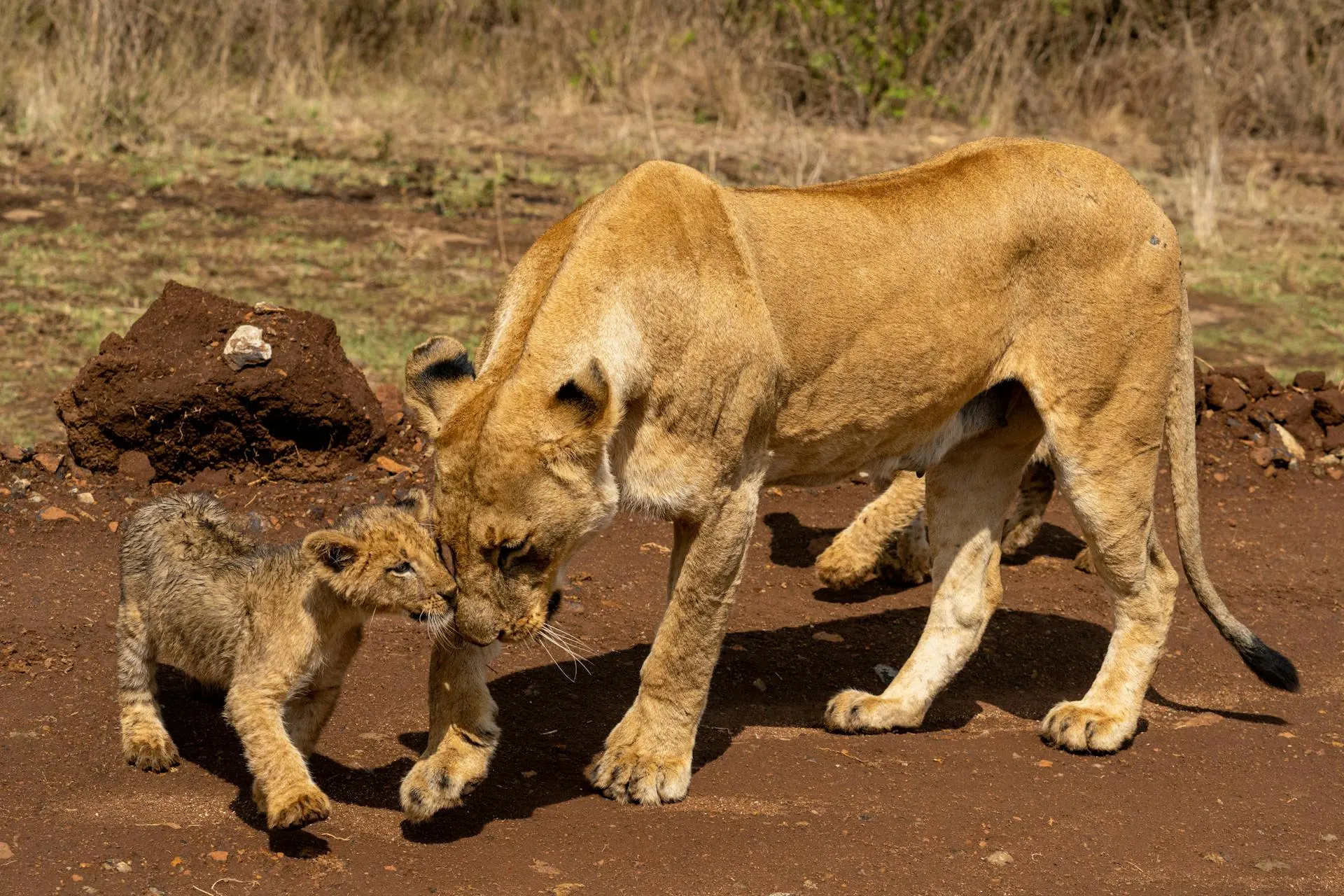 Lion Kenya for a safari experience