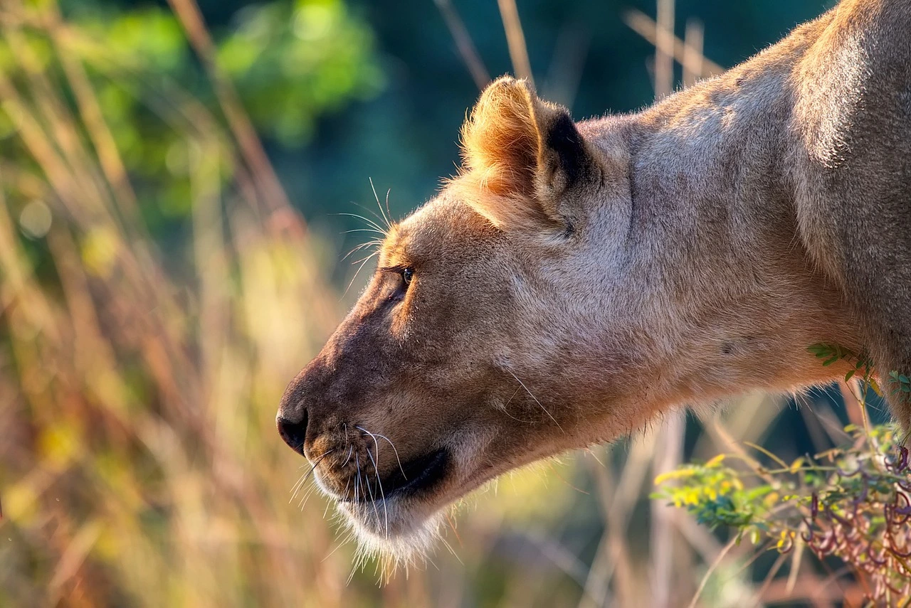 Lioness in Gorongosa National Park for a safari experience