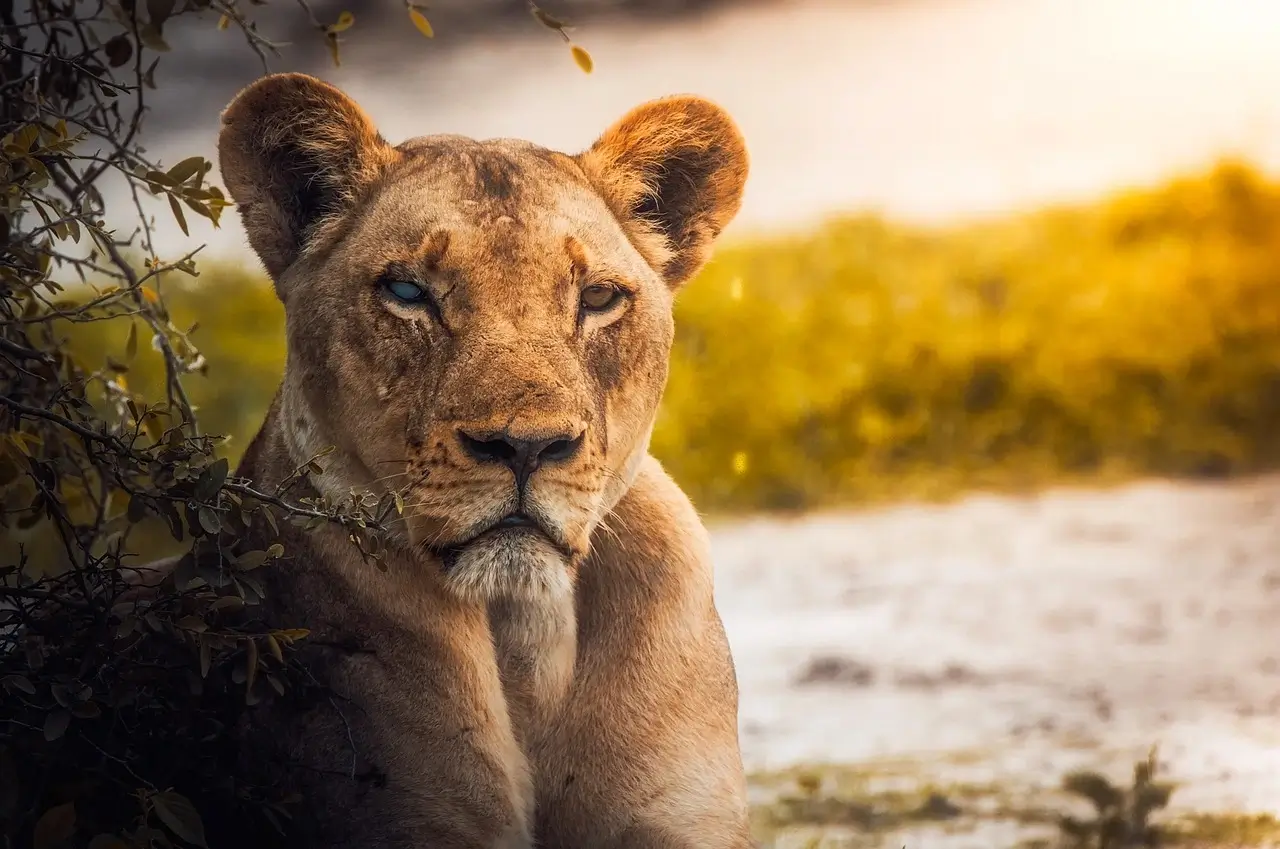 Lioness infront of lake