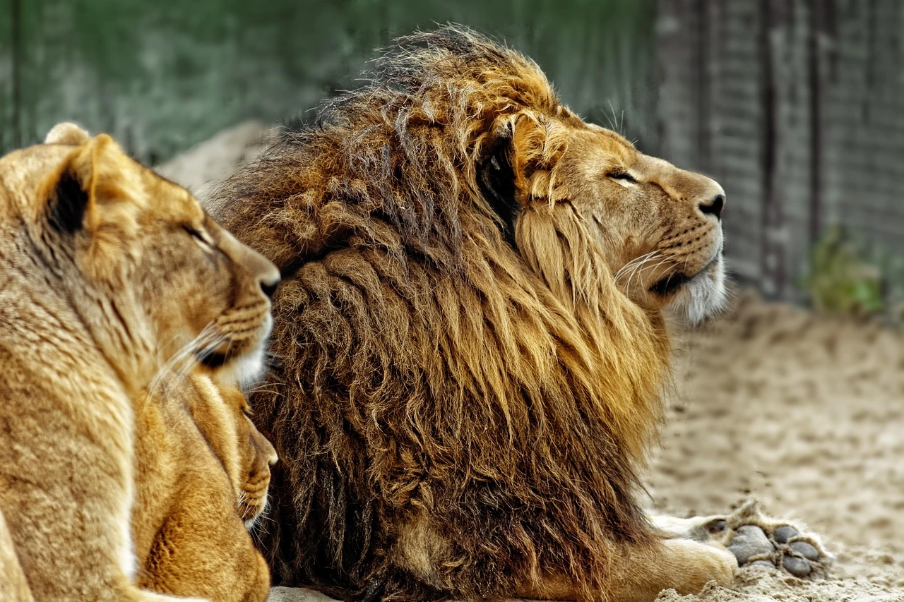 Male and a female Asiatic lion