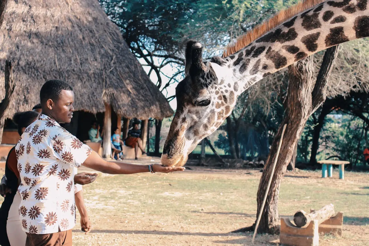 A man feeding a giraffe from his hand at a wildlife sanctuary in Kenya featured