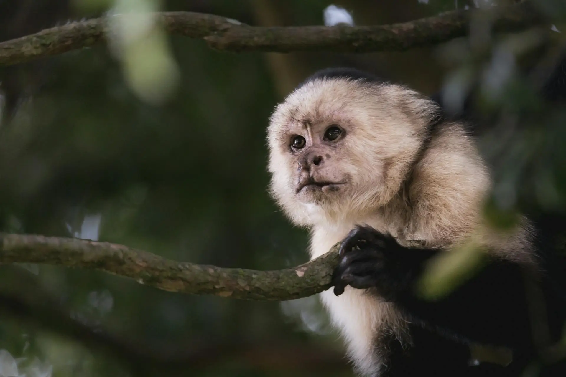 Monkey costarica seychelles