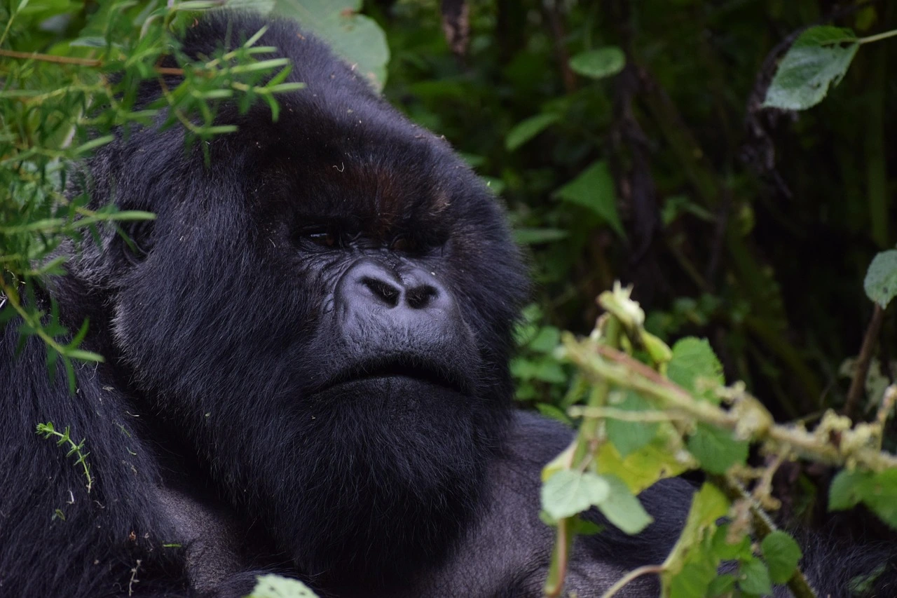 Mountain Gorilla for a safari experience