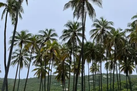palmtrees
