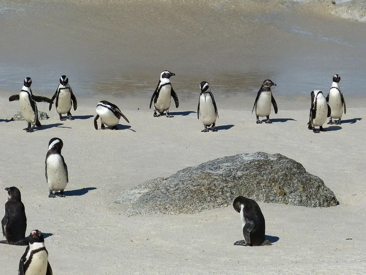 Penguins in Capetown for a destination guide