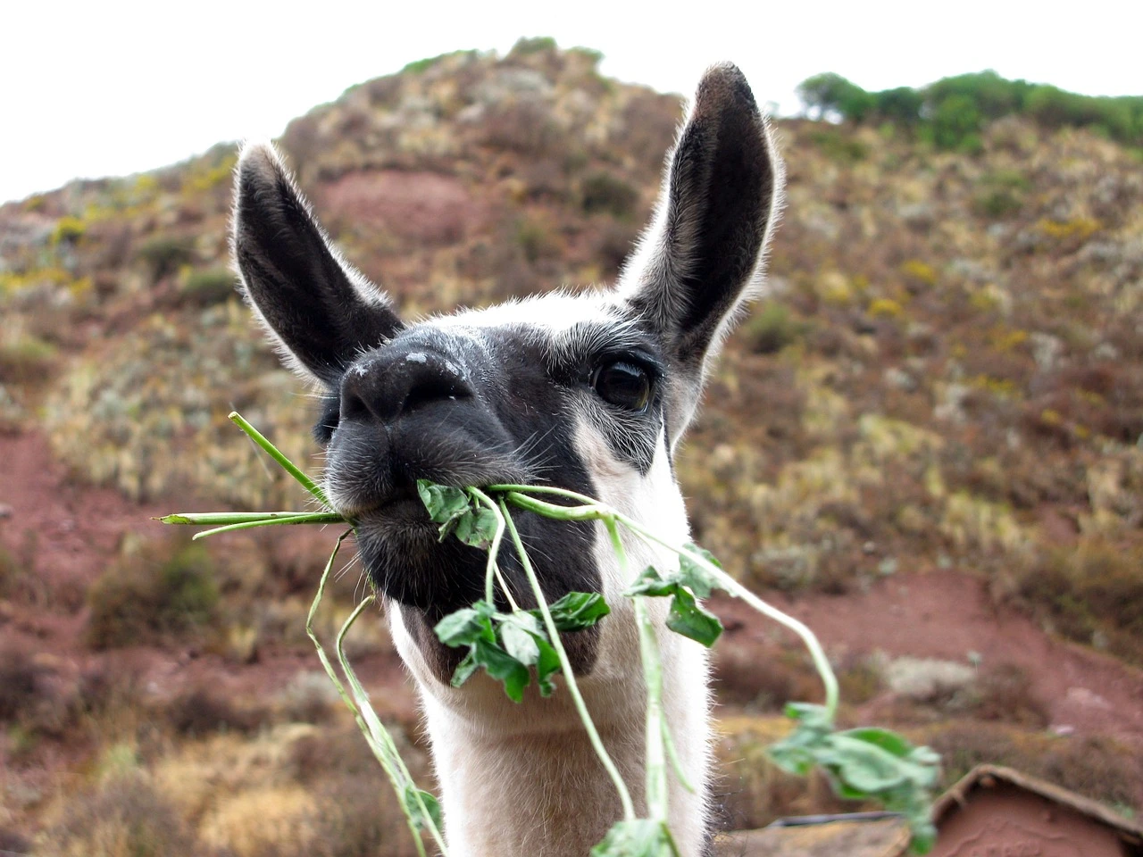 Peru Alpaca for a safari experience