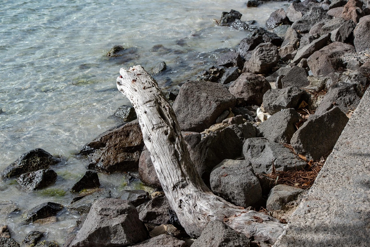 Piece of driftwood on a rocky shoreline