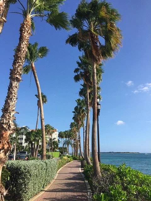 Scenic walkway lined with palm trees in Aruba featured