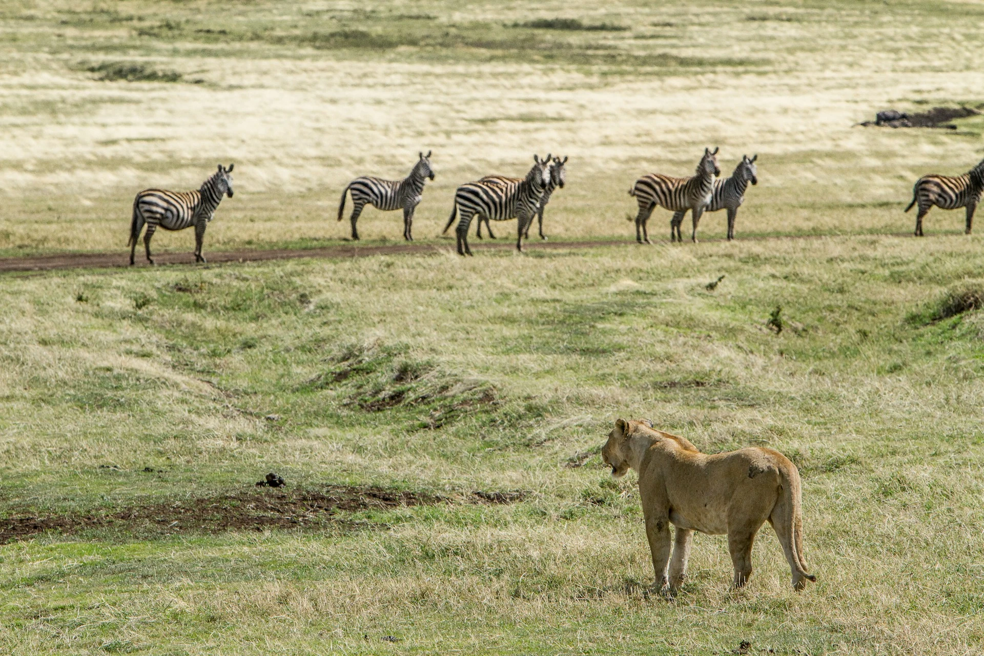 Serengeti National Park or the Ngorongoro Conservation Area in Tanzania featured