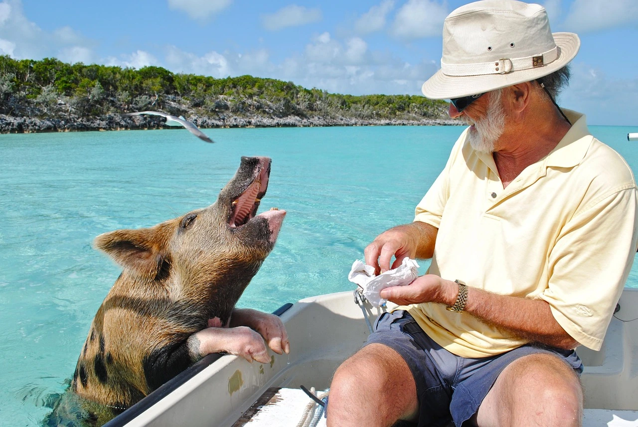 Swimming pigs of the Bahamas for a destination guide