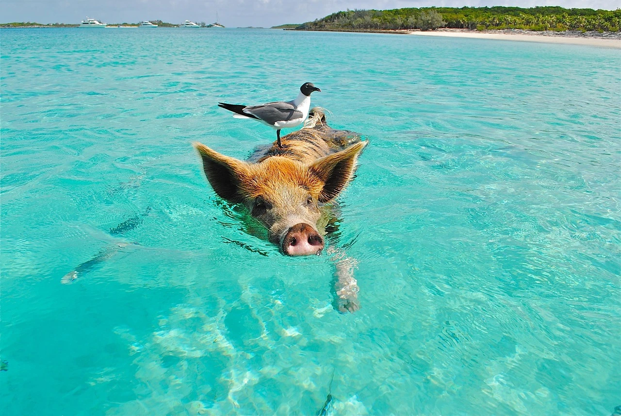 Swimming pigs of the Bahamas featured