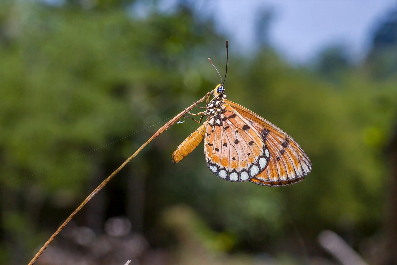 Tawny Coster (Acraea terpsicore)