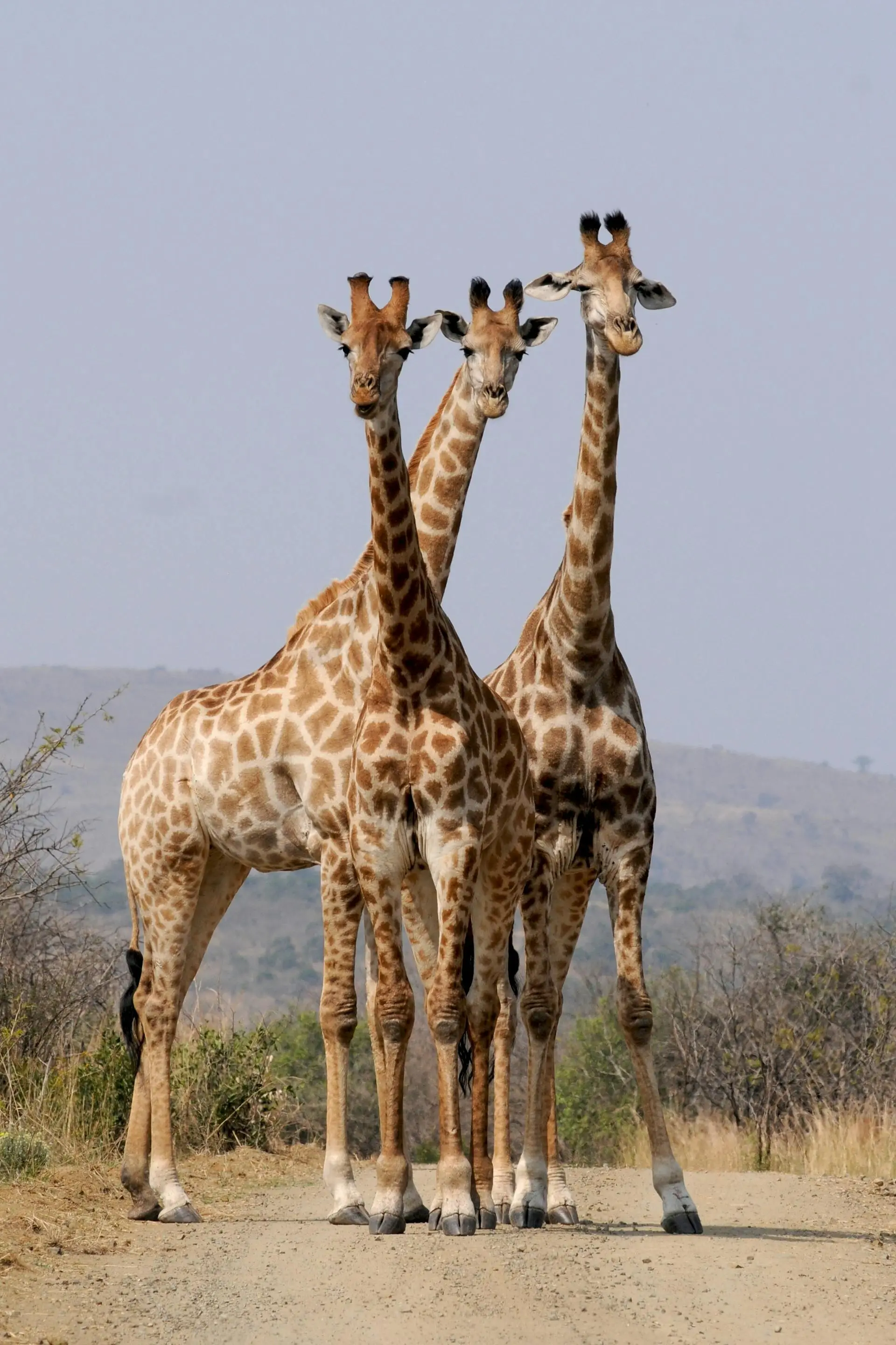 A tower of giraffes in Nairobi National Park for a safari experience