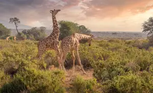Two Giraffes Grazing in Kenya for a safari experience