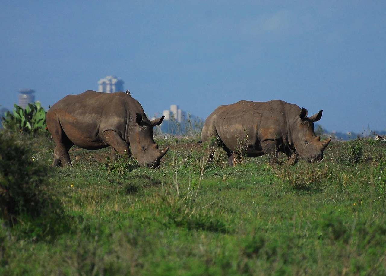 Two rhinos grazing in Nairobi National Park for a destination guide