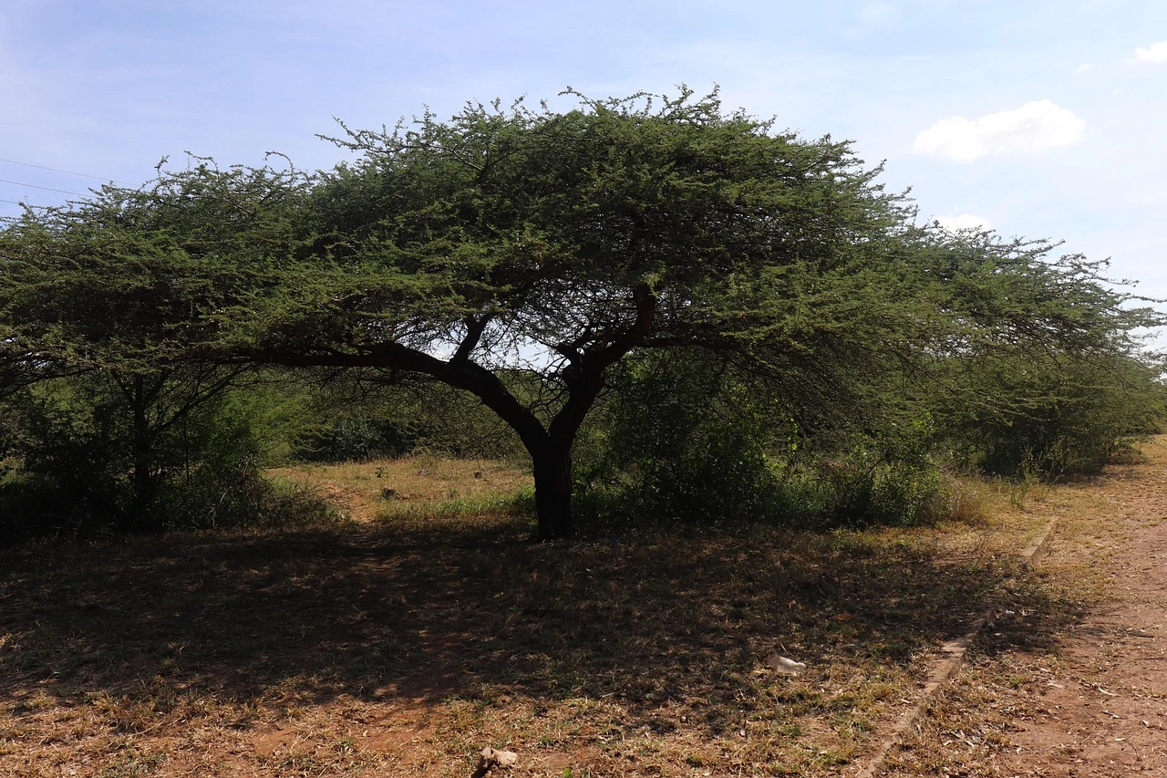 Vachellia tortilis in Mozambique featured
