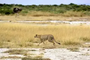 View of Cheetah in Kenya for a destination guide