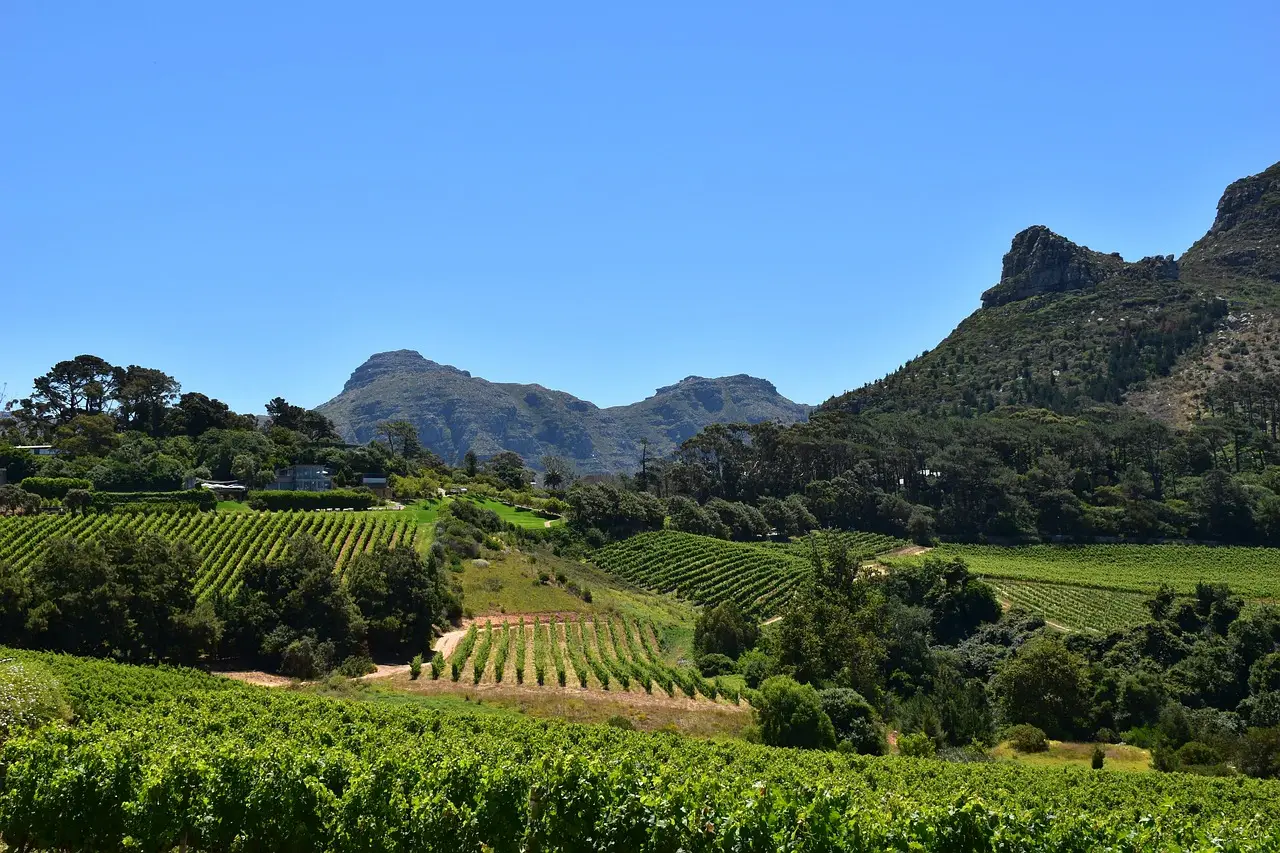 View of Vineyard in Capetown for a destination guide
