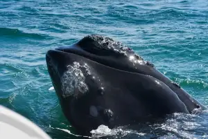 View of a Whale in Capetown for a destination guide