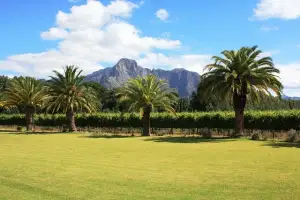 View of Wineland in Capetown for a destination guide