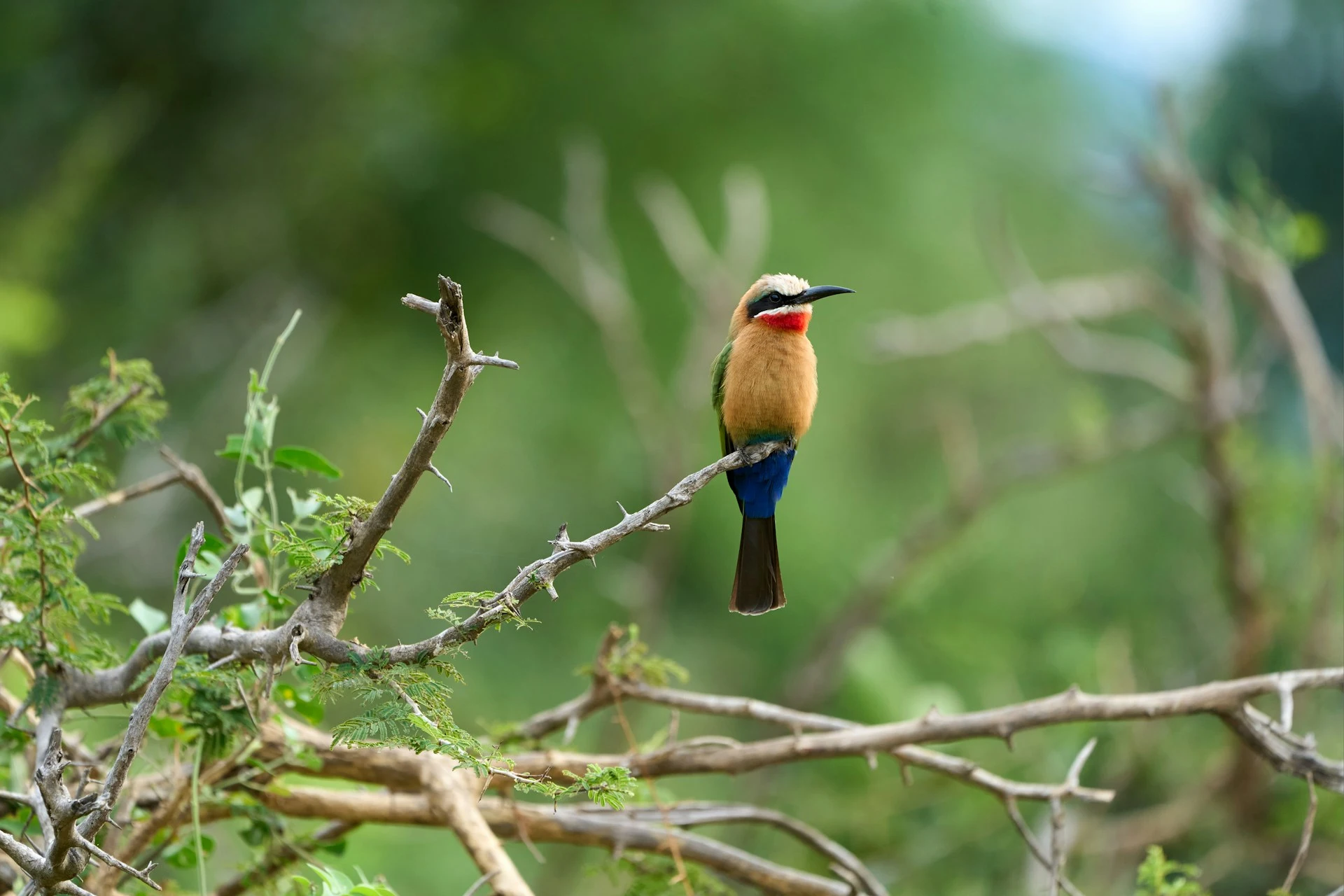 White-fronted Bee-eater in South National Park for a destination guide