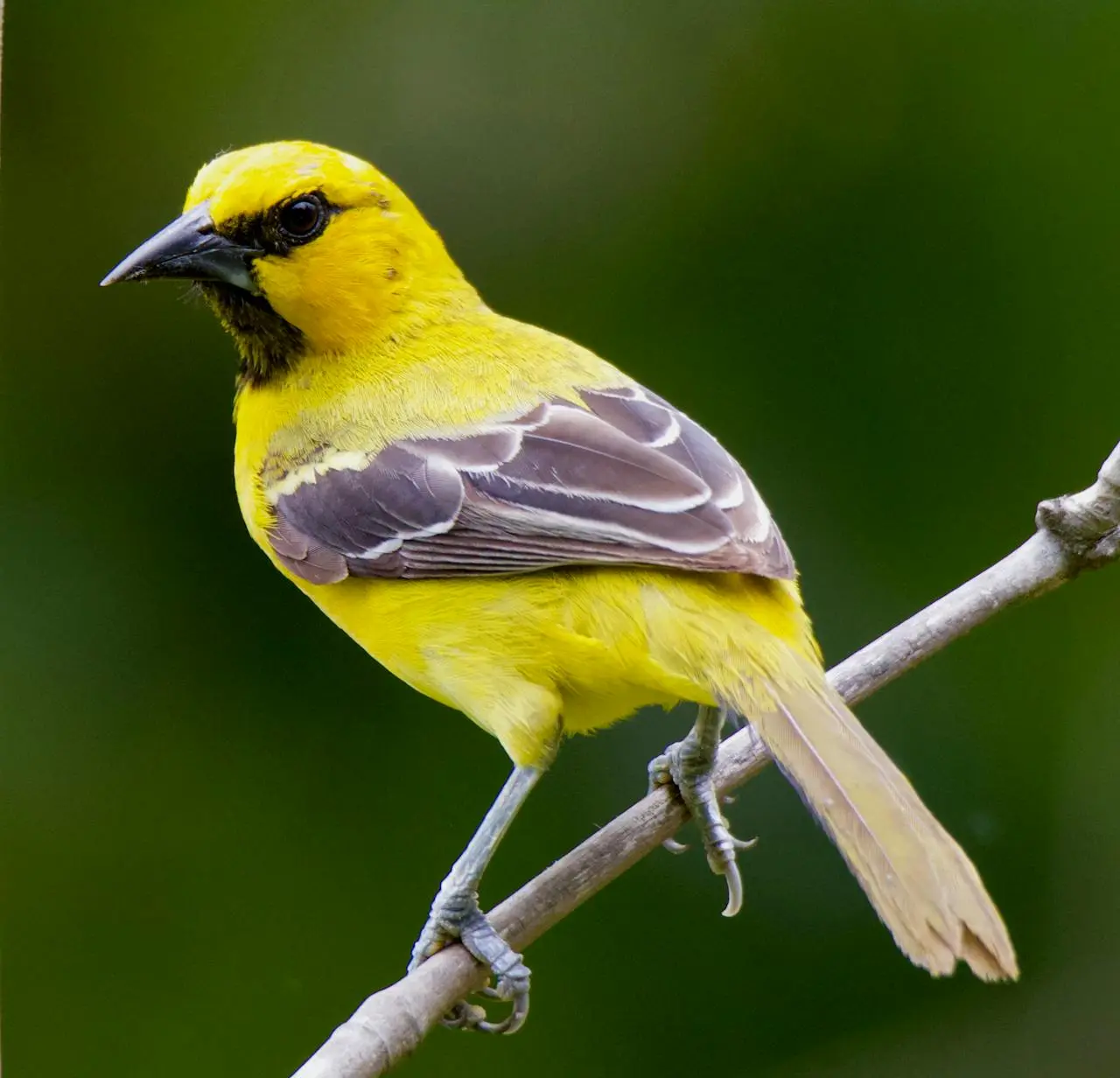 Yellow Oriole (Icterus nigrogularis)