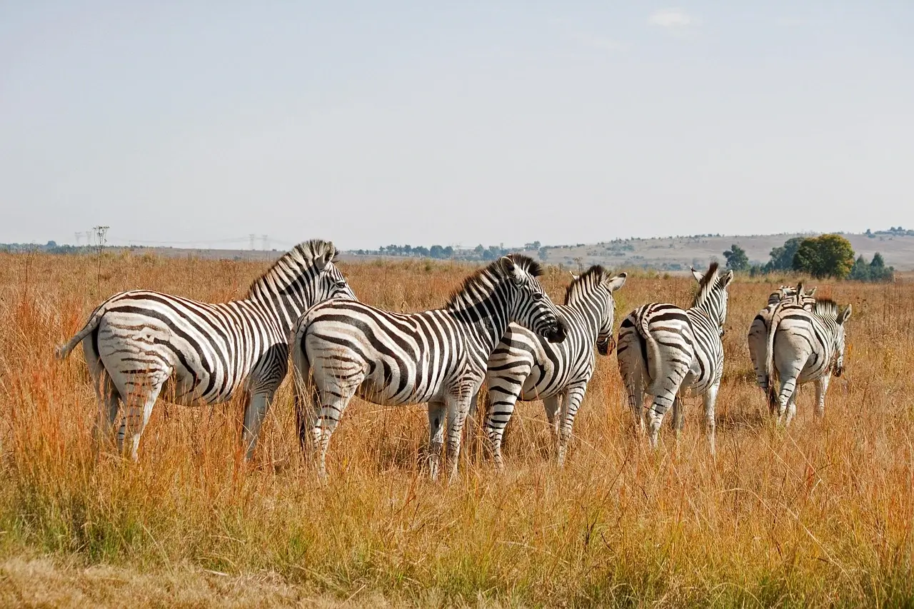 Zebras in field