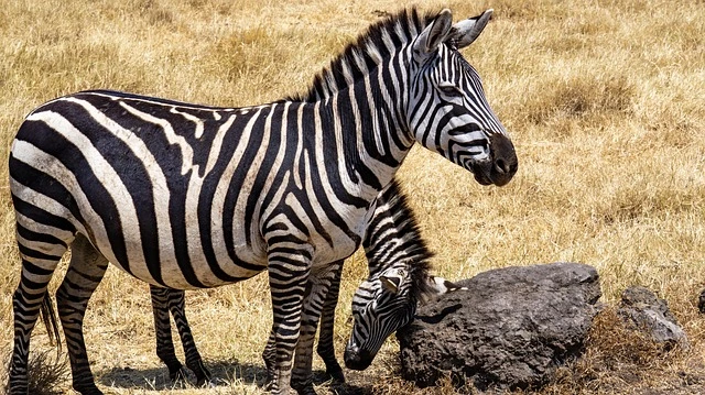 Zebras Serengeti for a safari experience