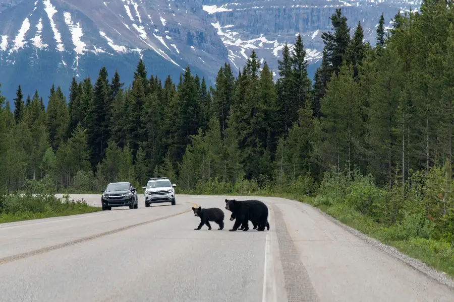 A black bear and cub cross a scenic Alaska highway as cars stop; with snow-capped mountains and evergreen forest behind.